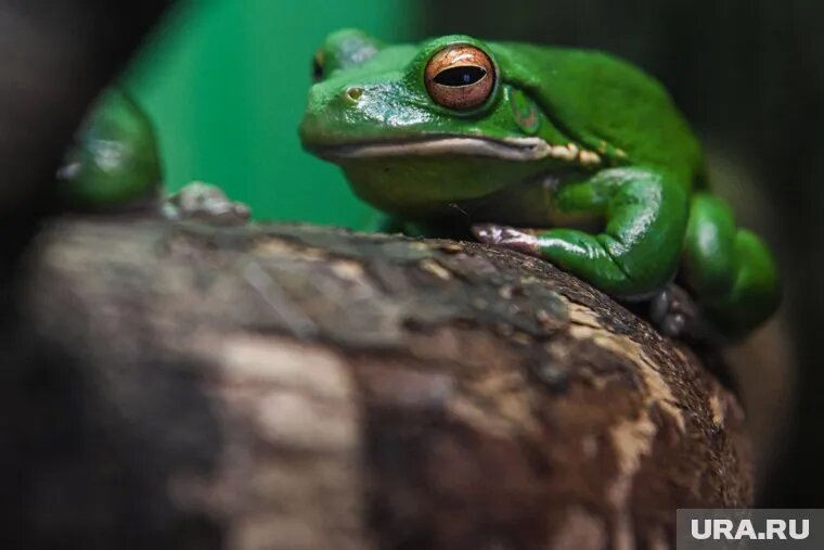 Лягушачьи эмбрионы в США ввезла российская ученая. Фото: Владимир Жабриков © URA.RU