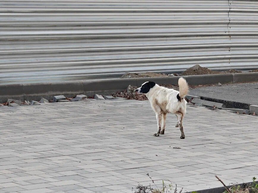    Фото: Юрий Серебренников/BFM Кубань