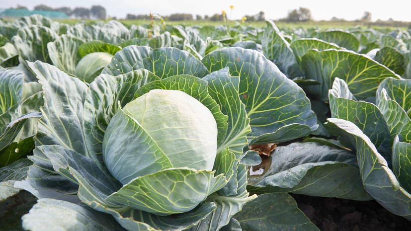   Gettyimages.ru Georg Wendt / picture alliance