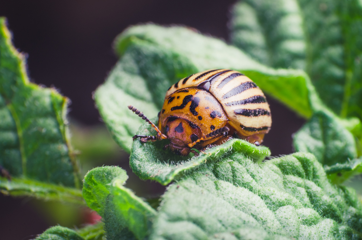     Колорадский жук / Gettyimages.ru