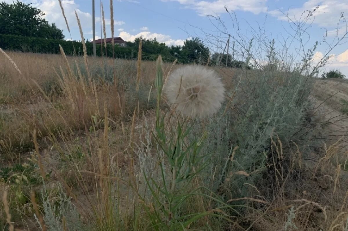    Более 621 тыс. руб. в Земетчино под Пензой могут пустить на покос травы