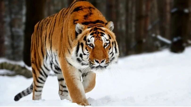    Фото: Volodymyr Burdiak/Shutterstock/Fotodom