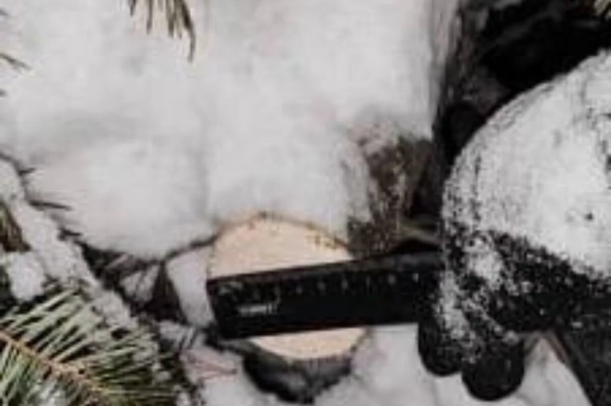    В Хабаровском крае суд наказал братьев за вырубку леса перед Новым годом