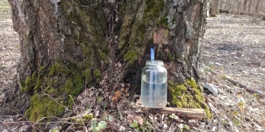 Пора запаса витаминов. Всем ли можно пить берёзовый сок