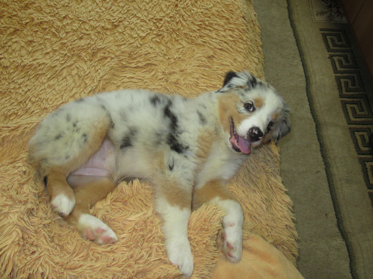 Рада ждет возвращения блудных хозяев с отдыха. Весьма комфортно, к слову, ждет. Она еще не знает, что впереди ее ждут голые стены, бетонный пол и всего одна кровать пригодная для барского сна