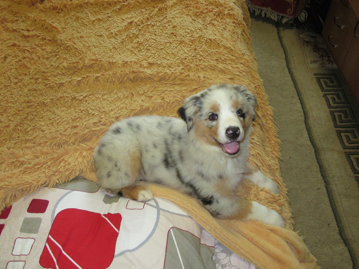 Кормили в наше отсутствие тоже очень хорошо. По приезду пришлось ехать к ветеринару и знавать, на какие из котлет у нее вылезла аллергия