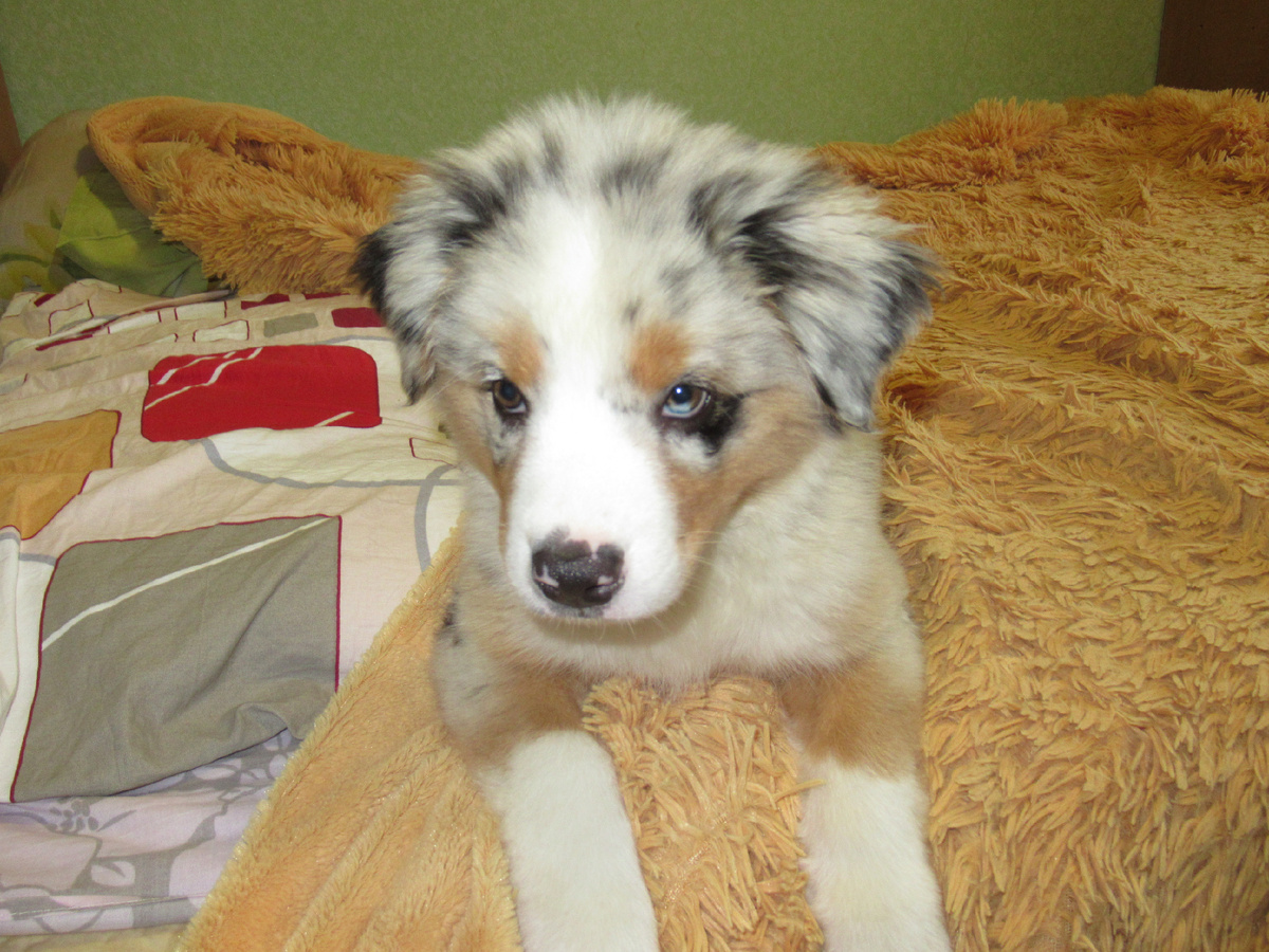 Чтобы разбудить брата, папа просто открывал к нему в комнату дверь, впуская Тефтелину.