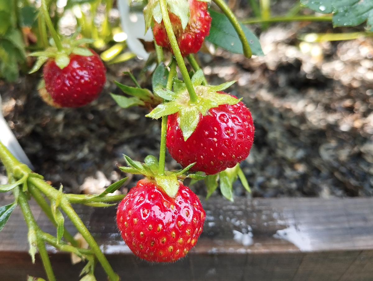 Ягодки мои. Кстати училась их выращивать у эксперта. Ни разу не пожалела.