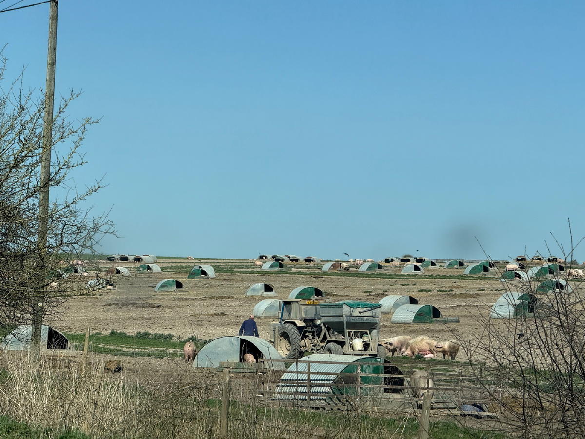 Свиньи и их домики. Фотография из личного архива. 