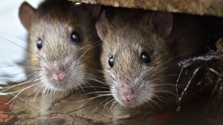    Фото: Gallinago_media/Shutterstock/Fotodom