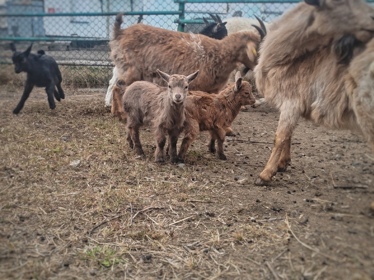    Фото: паблик ВК Большереченского зоопарка