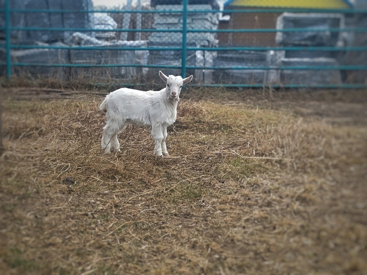    Фото: паблик ВК Большереченского зоопарка