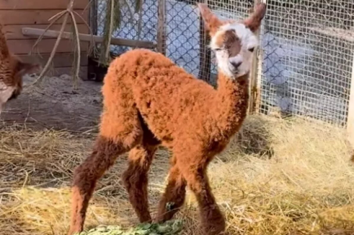    Карамелька родилась 31 марта.