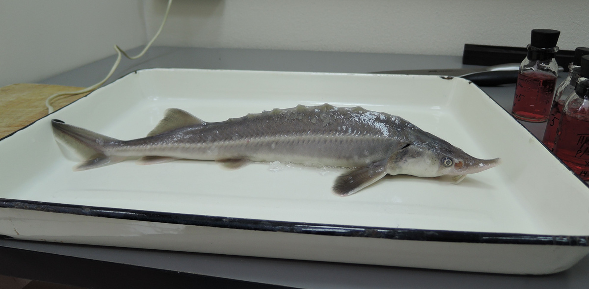 Фото Владимира Трифонова с сайта https://sbras.info/articles/science/obskaya-sterlyad-geneticheski-bolee-raznoobrazna-chem-eniseiskaya