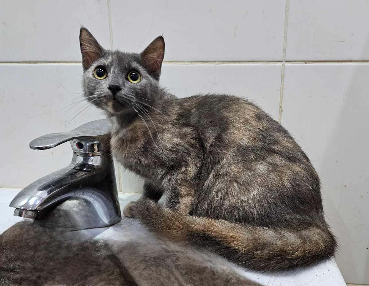 Серая малышка