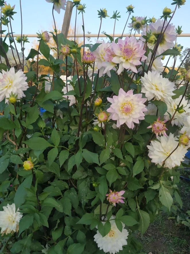 Георгины разных форм и оттенков. Фото Натальи Мироновой