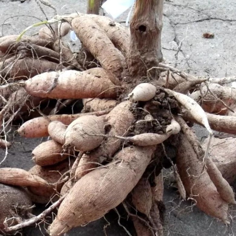 Клубнелуковицы георгинов осенью (фото 1) и весной (2) с наметившимися ростками.  