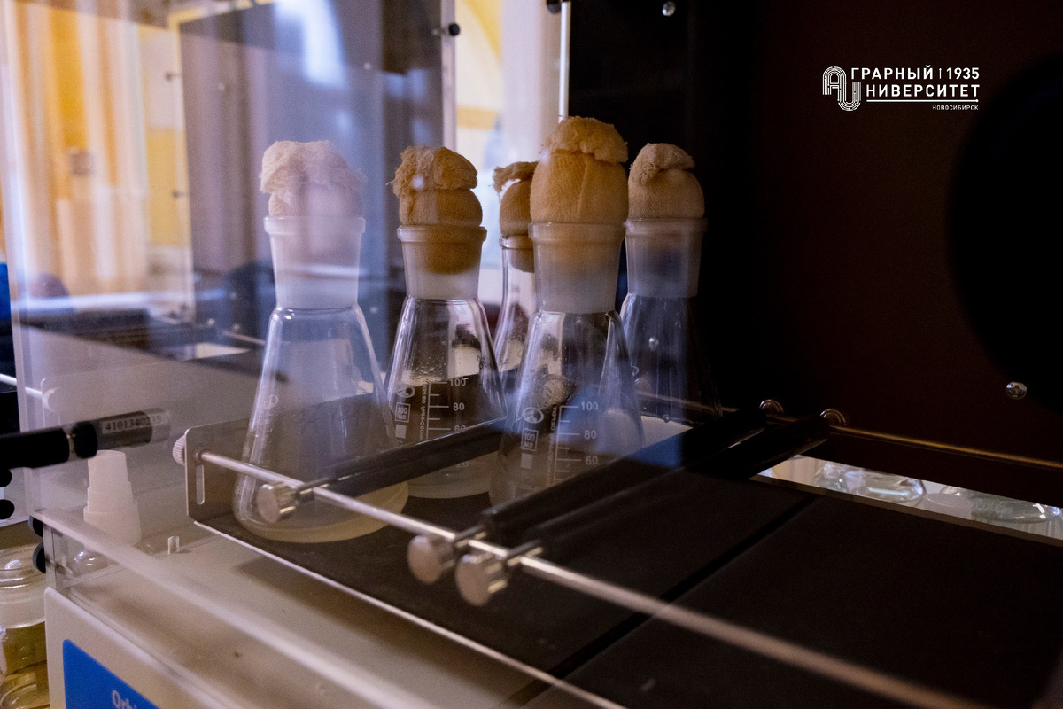 Бактерии в термошейкере. Источник: Пресс-центр НГАУ