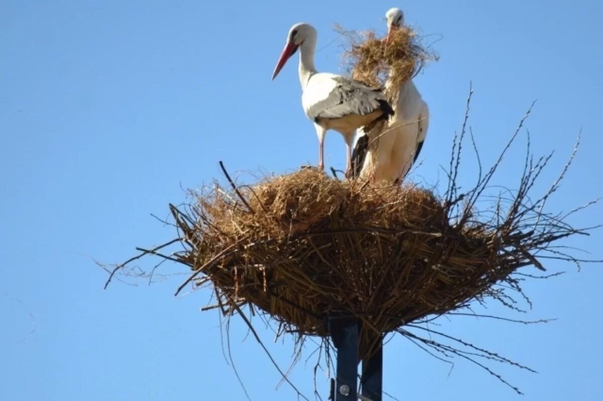    Гнездо для аиста Гусара сделали псковские энергетики