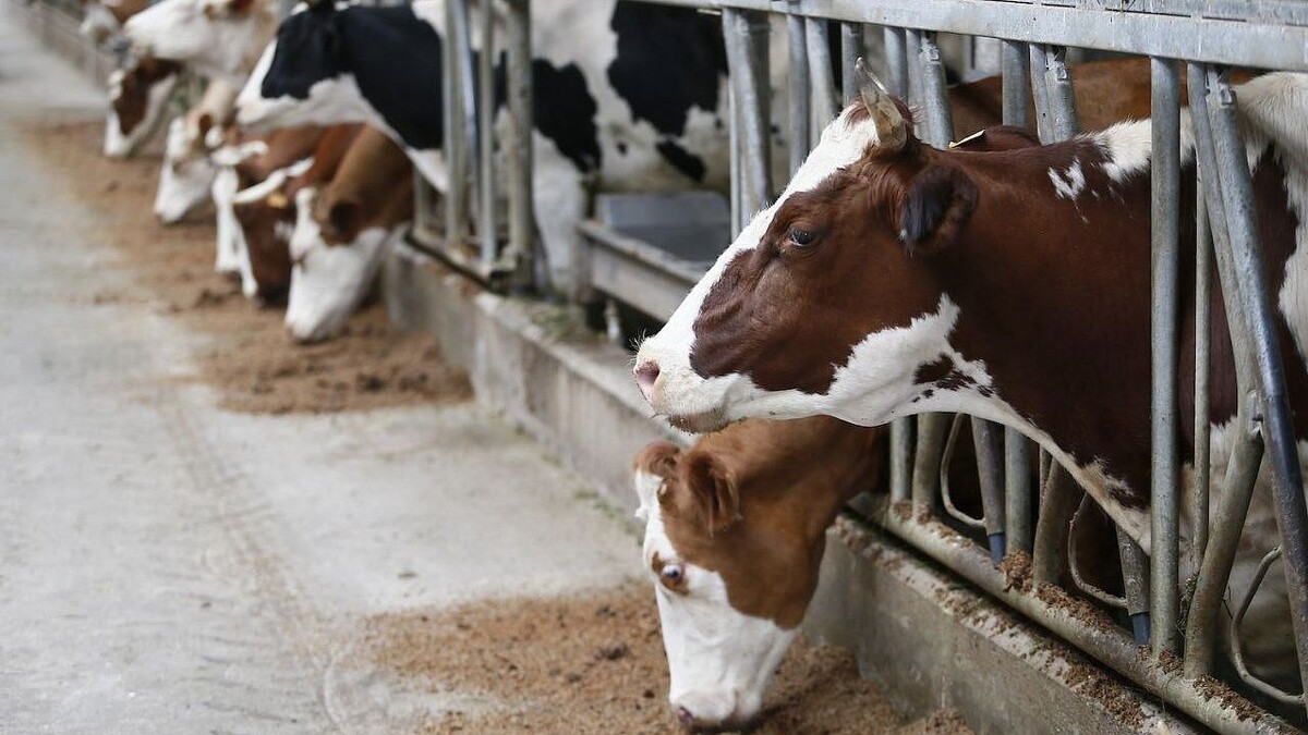    фото: пресс-служба администрации Краснодарского края