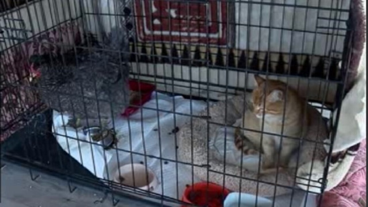    Из приграничья в курский приют "Право жить" животных вывезли донецкие волонтеры