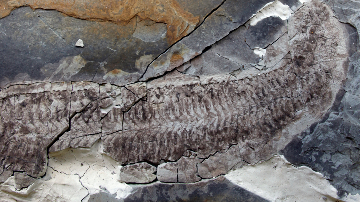    Ученые обнаружили «чудо без ног и головы», жившее задолго до динозавров