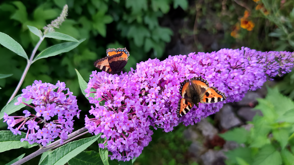 Буддлея Давида (Buddleja davidii)