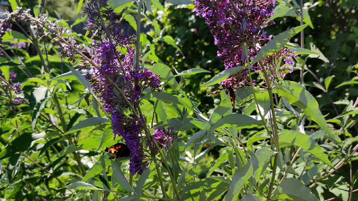 Буддлея Давида (Buddleja davidii)