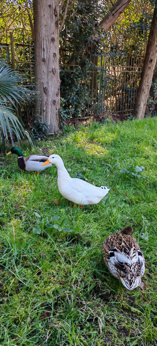 Гусь обнимусь из дендрария 