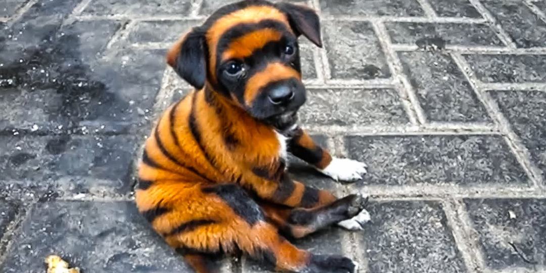 Он купил щенка редкой породы, но через 24 часа пожалел об этом