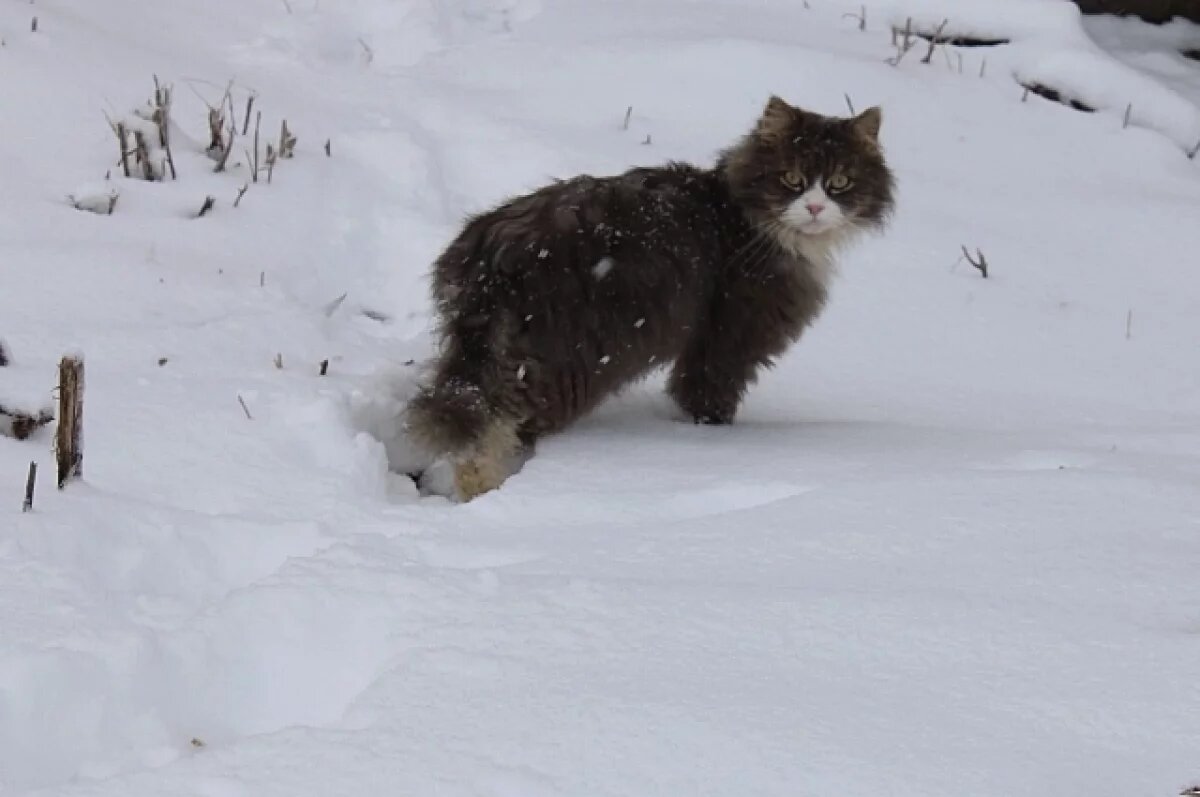    Снег может выпасть в Псковской области 11-12 апреля