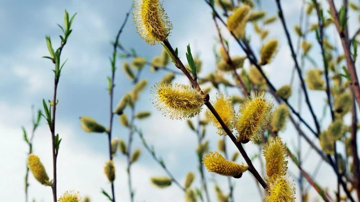 Изображение из открытых источников