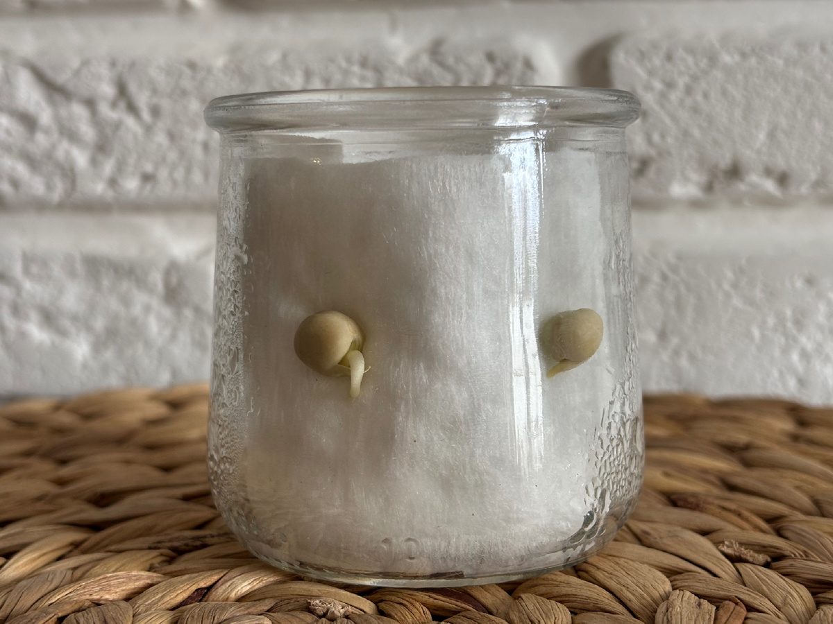 Проращивание гороха в детском саду