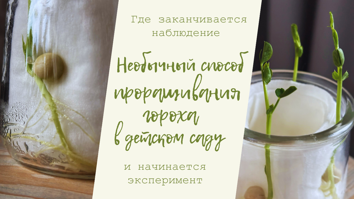 Необычный способ проращивания гороха в детском саду: где заканчивается наблюдение и начинается эксперимент