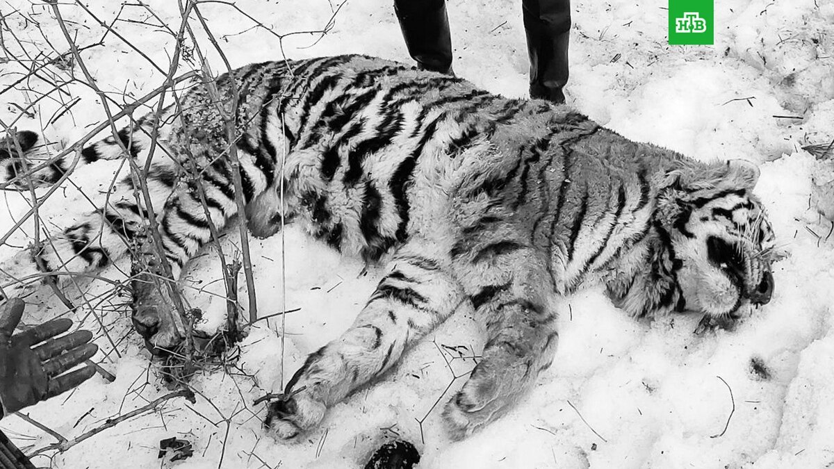    Фото: @ud_legend / t.me