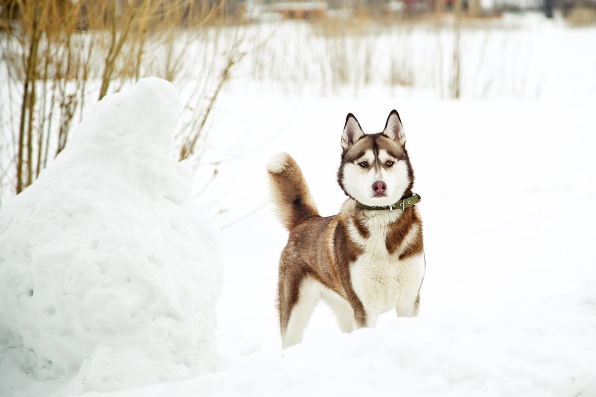    Владельцы домашних животных должны будут сообщать об их пропаже