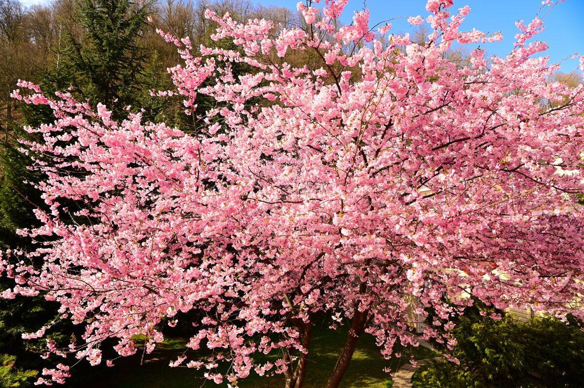    Фото: пресс-служба курорта «Роза Хутор»