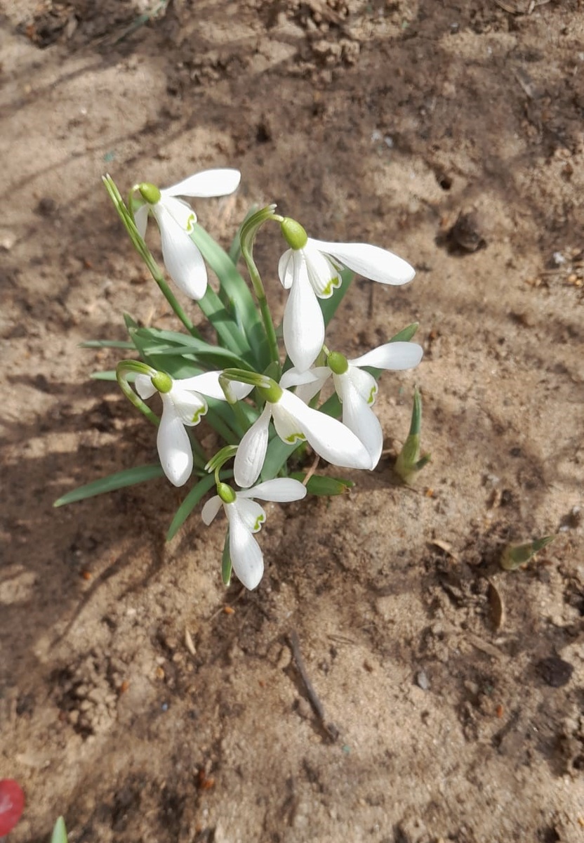 Подснежник