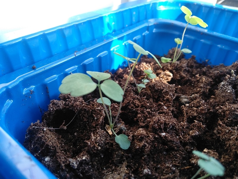 Моя рассада аквилегии смеси «Бидермеер»