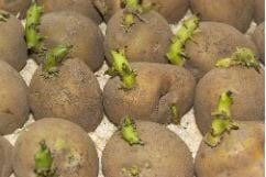 Выбирайте сорта, подходящие для вашего региона