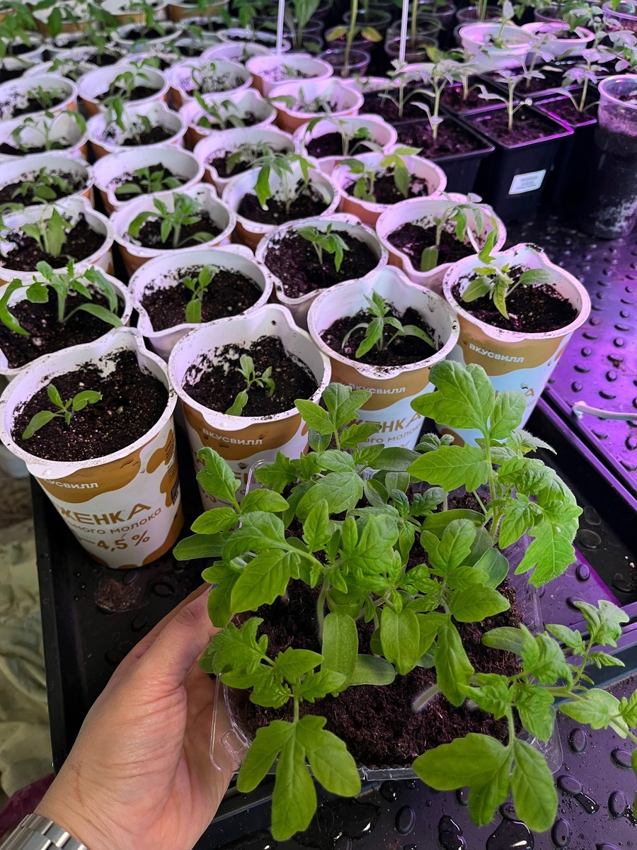  в стаканчиках уже распикированный Федя, а в одной плошке на переднем плане Петя