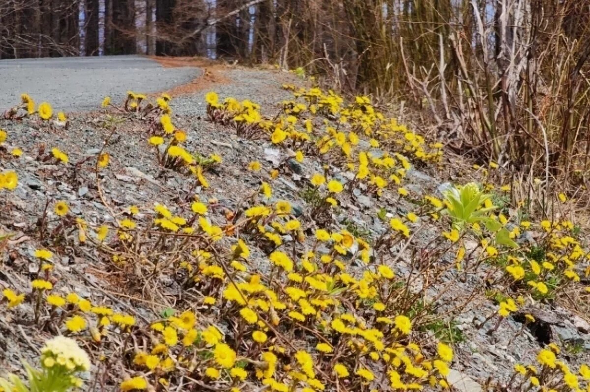    До +12 градусов ожидается в Псковской области 4 апреля