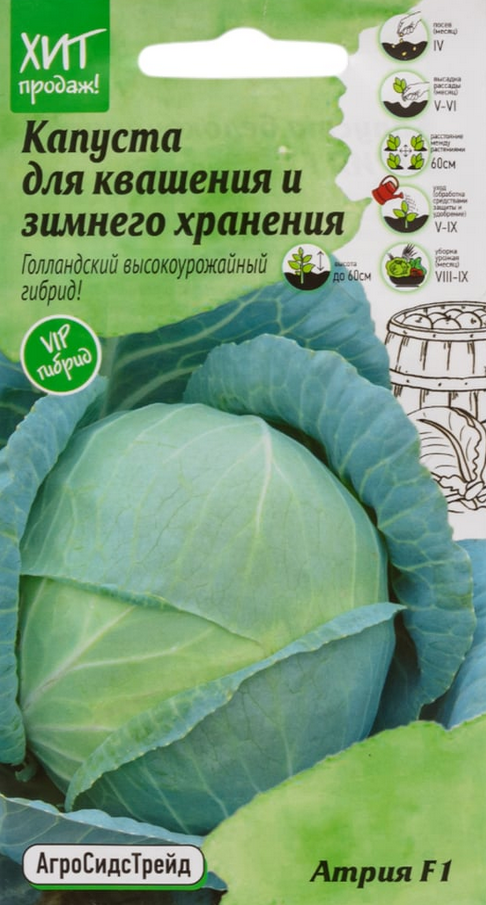 Капуста для квашения