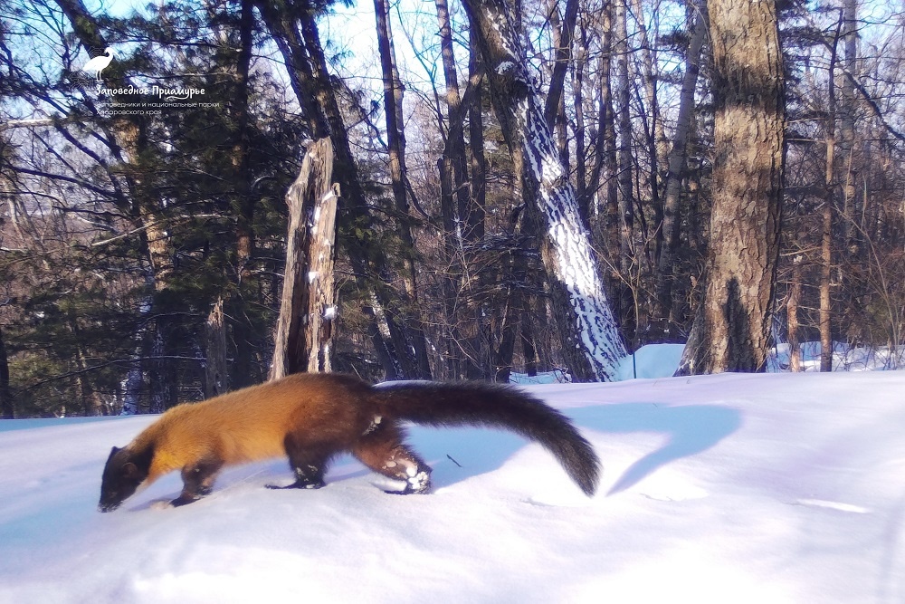    ФГБУ "Заповедное Приамурье"