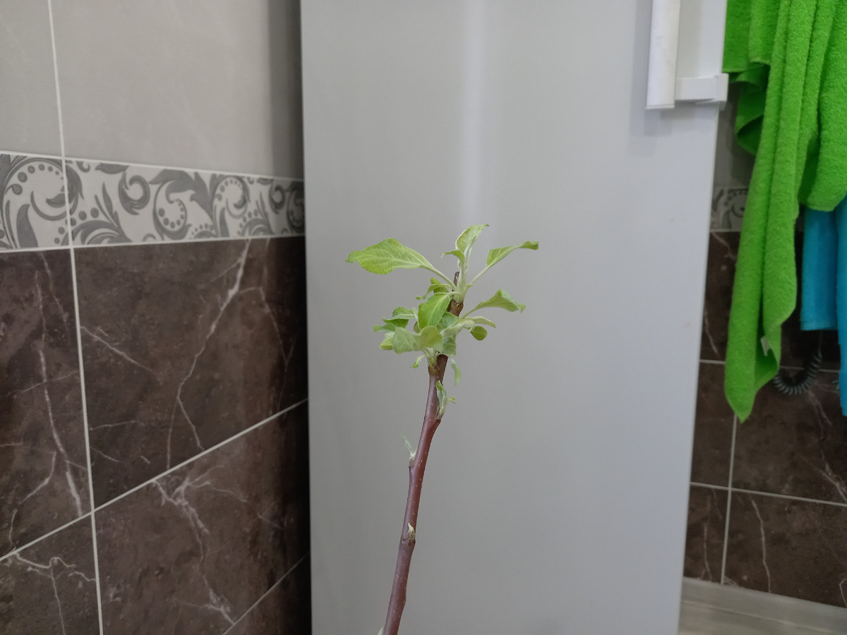 Это саженец яблони