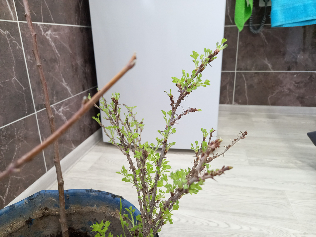 Крыжовник зеленеет уже во всю))