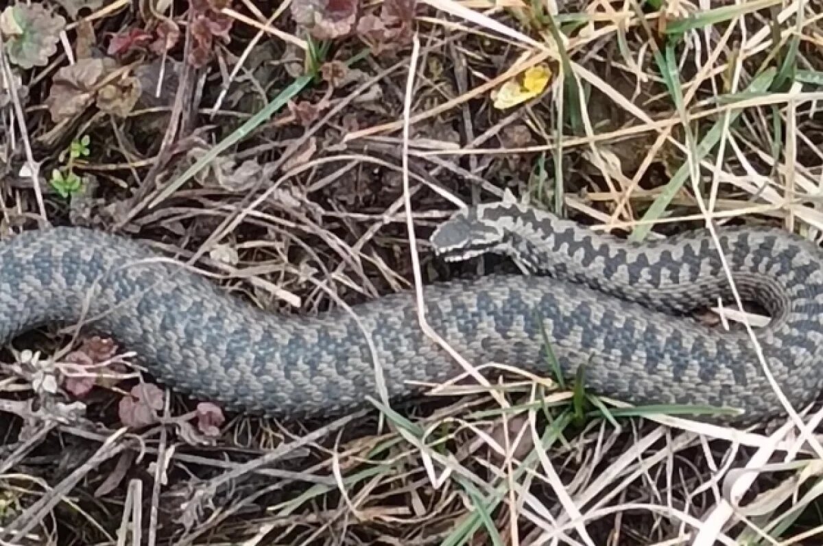    В Калужской области из зимней спячки вышли ядовитые змеи