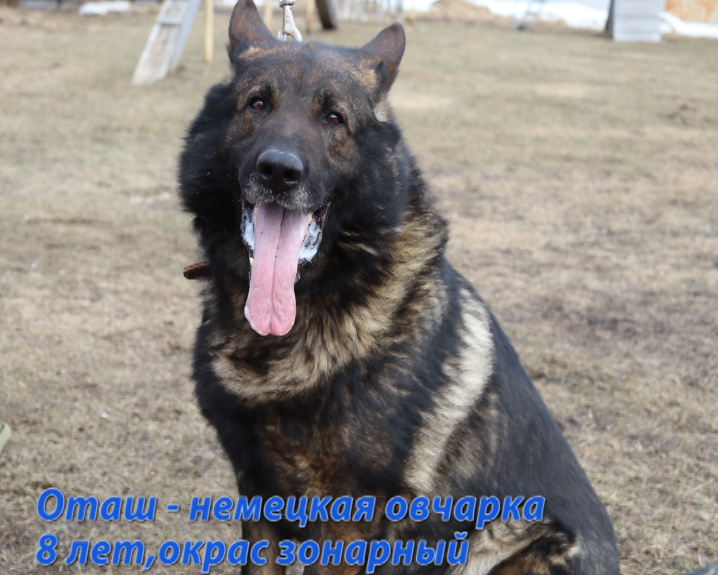    Служебные овчарки из Карелии ищут компаньонов для счастливой пенсииМВД Карелии