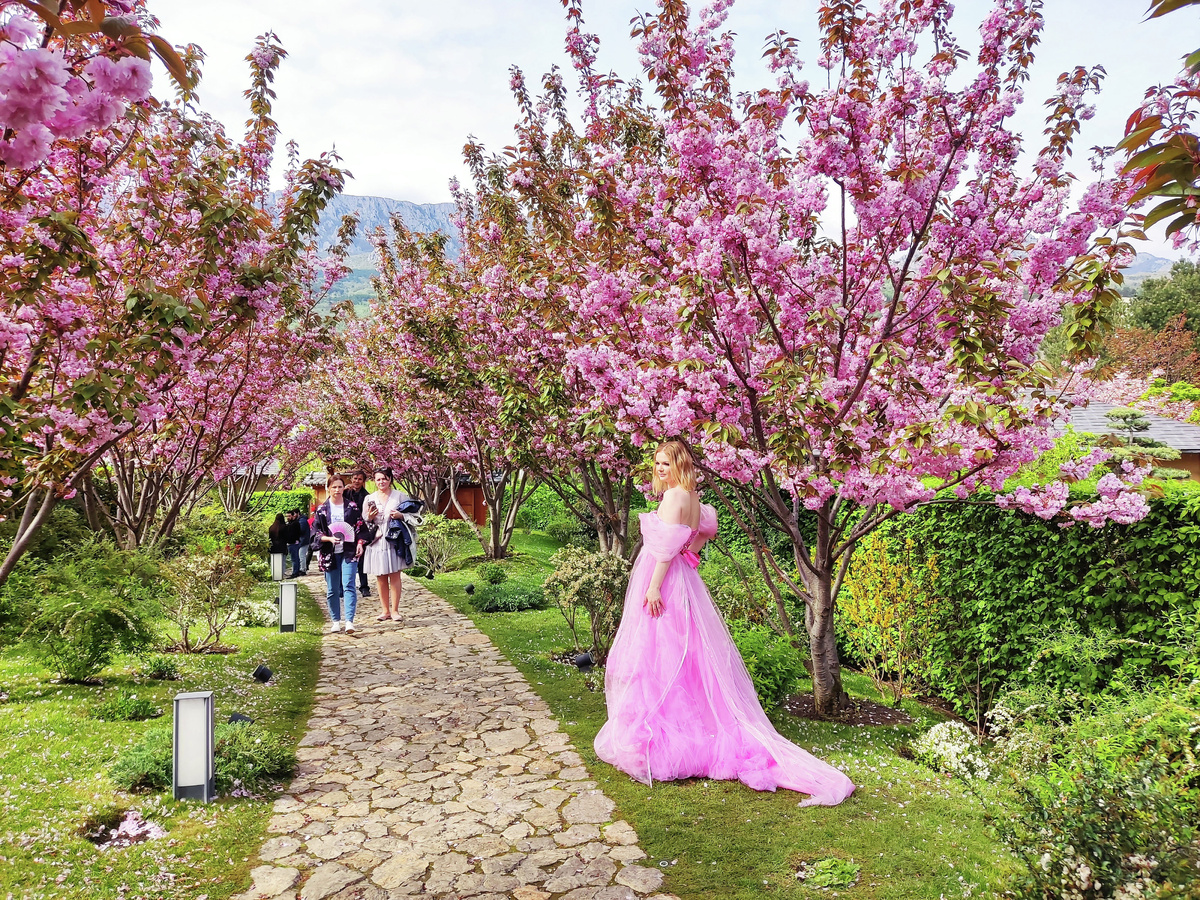 Фестиваль цветения сакуры // Фото: Туристический портал Республики Крым, Кристина Безумнова