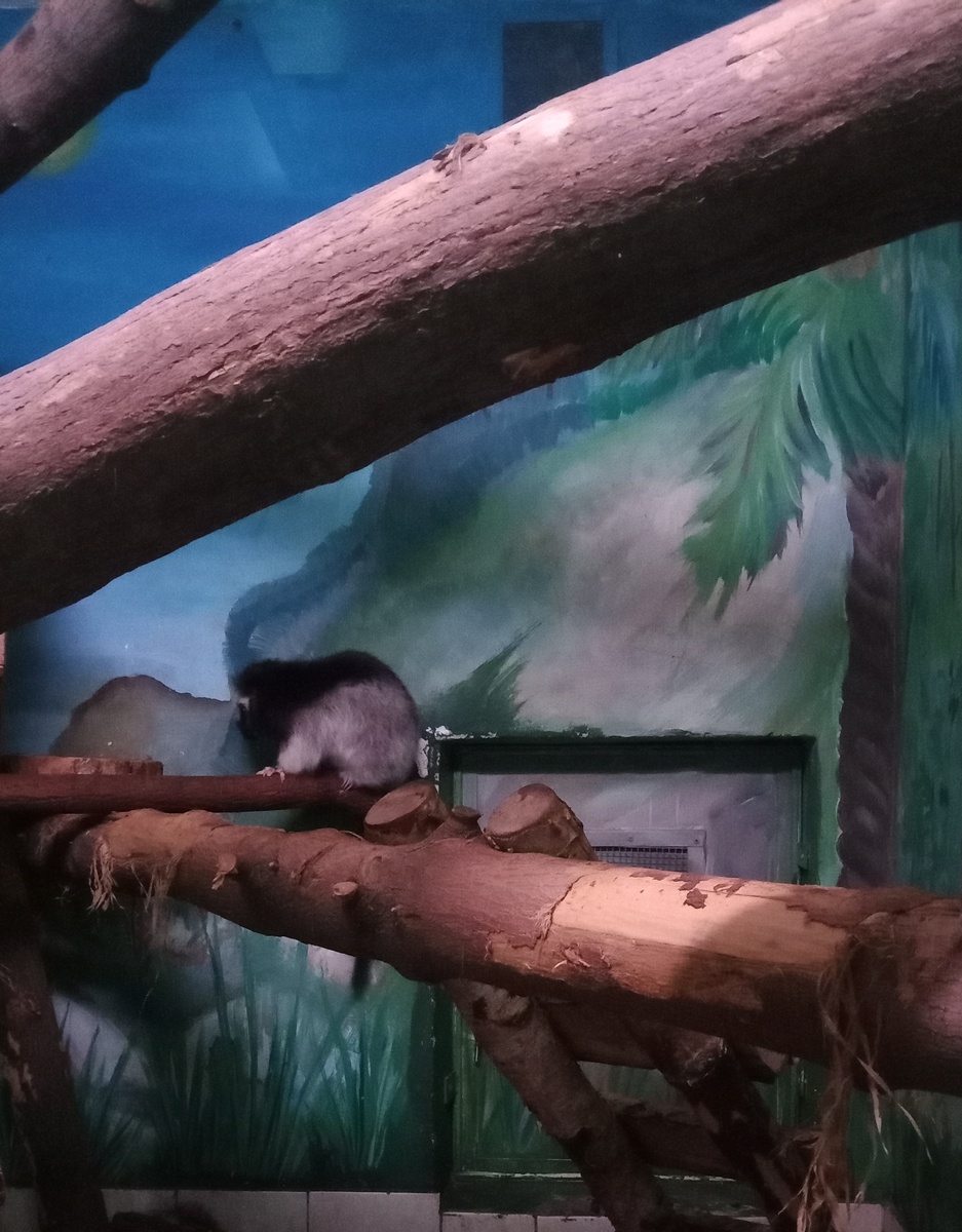 облачная крыса